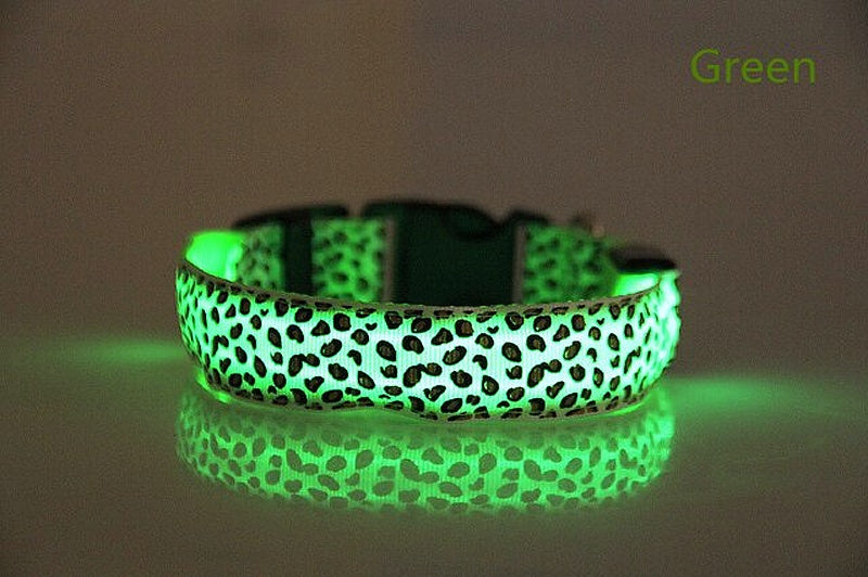 Teddy Golden Retriever collar