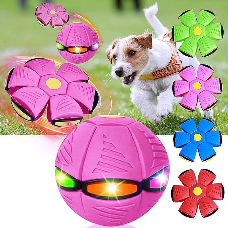 Medium-sized dog activity