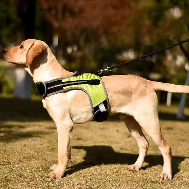 Twin 2025 dogs harness