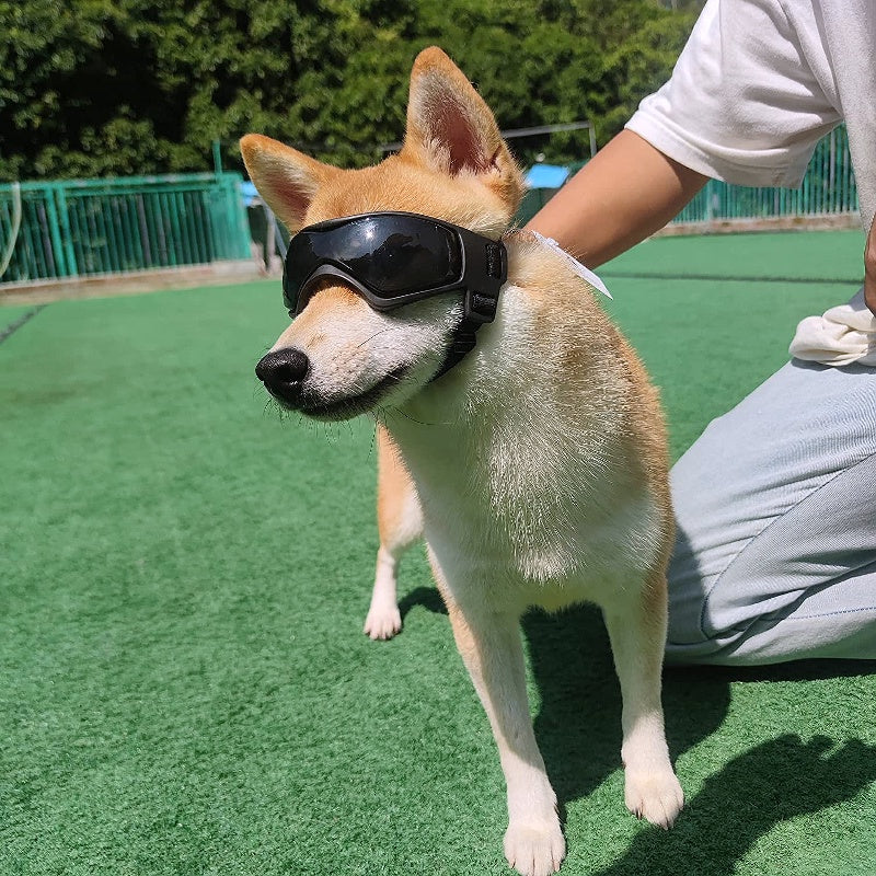 UV protection eyewear for dogs