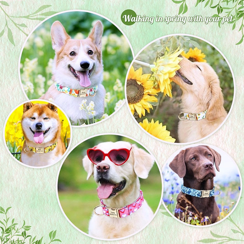 Custom pet ID necklace collars 