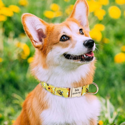 Small/Large Dog Chihuahua collars 