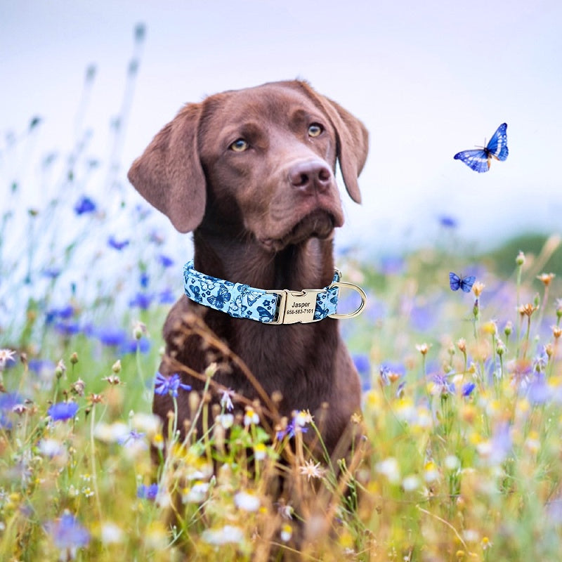 Small/Large Dog Chihuahua collars 