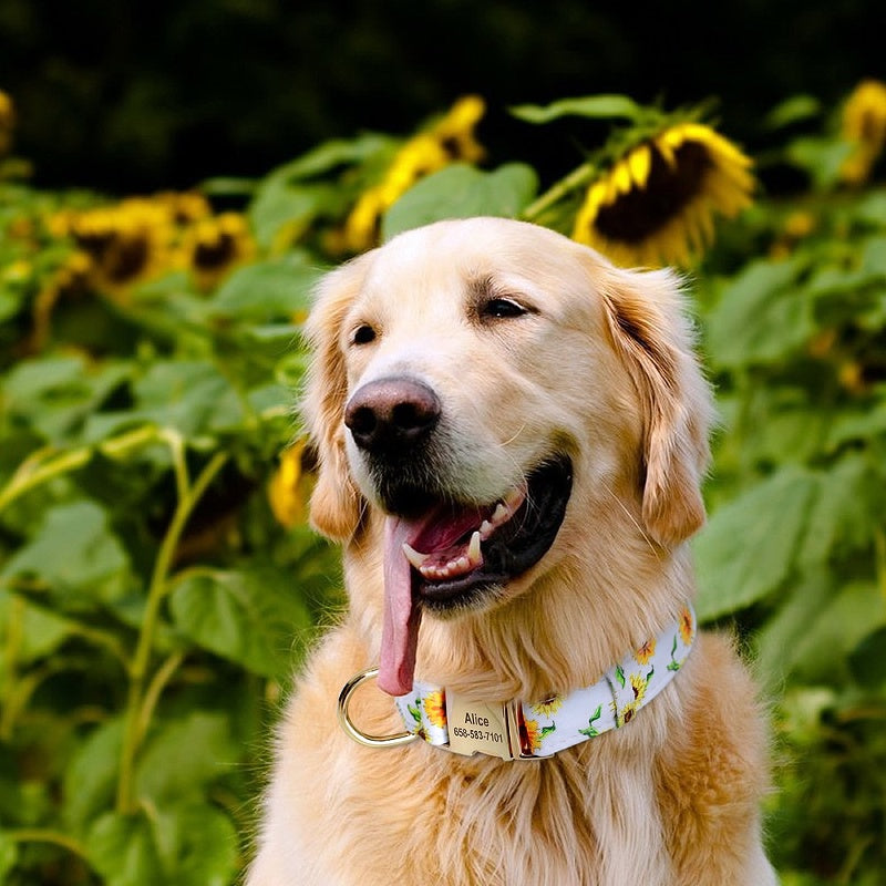 Puppy collars 