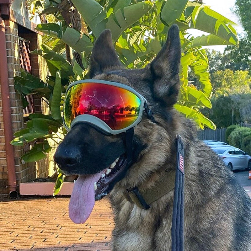 Dog sports goggles