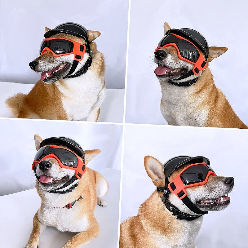 Dog goggles 