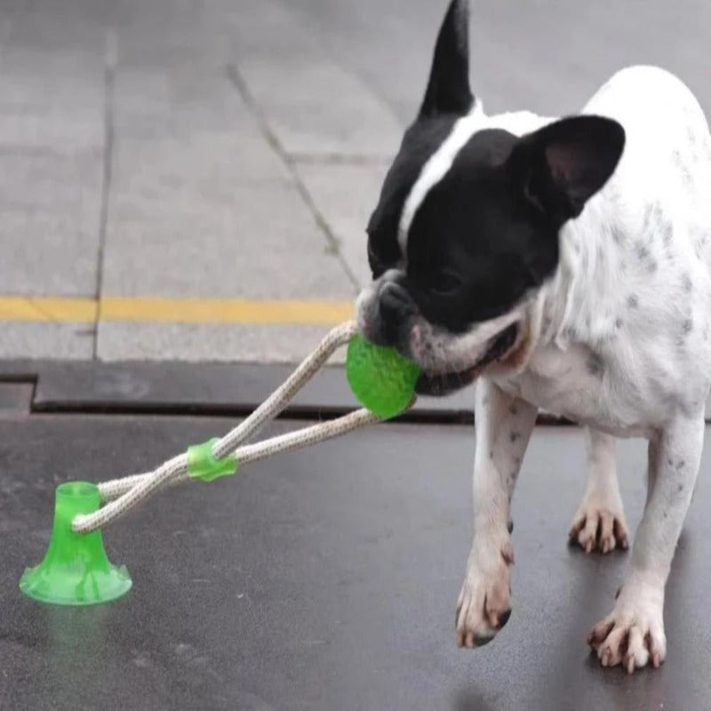 Dog tug of war clearance toy that sticks to floor