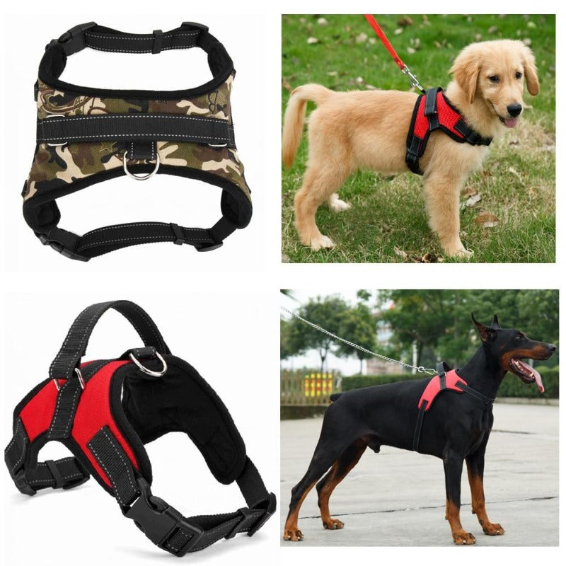 Twin dogs clearance harness